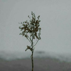 业余自由XXⅩ性西元
